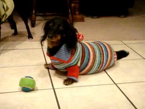 Kitty the (walrus) dachshund hates her sweater