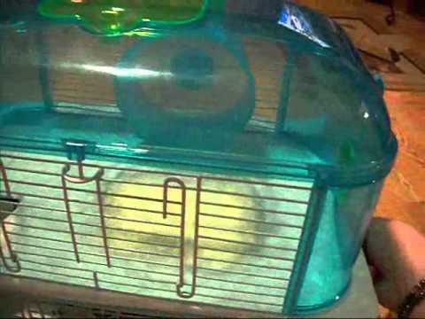 How To Clean Your Three Story Hamster Cage