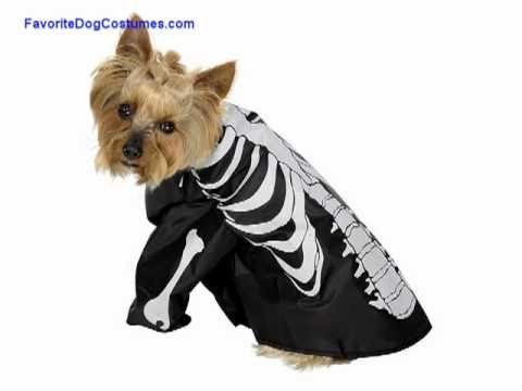 Favorite Dog Costumes for Halloween