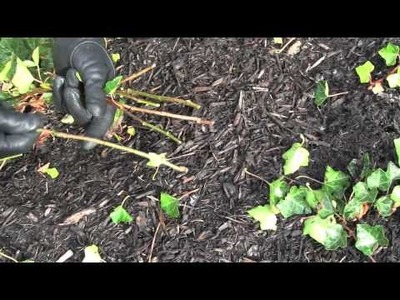 Prune this: How to prune Common English Ivy and root cuttings