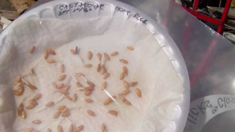 Starting canataloupe seeds on a wet paper towel