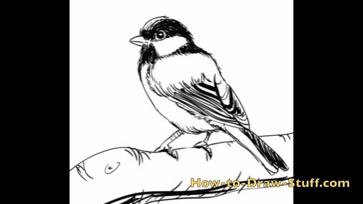 How to Draw a Bird Step by Step