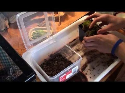 How to Grow Sphagnum Moss "Before and After!" Part 1 of 3