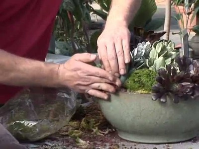 How to Plant a Cactus Garden