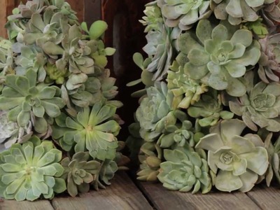How to Make a Living Succulent Tree
