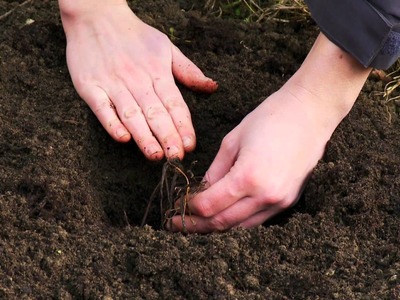 How to plant bareroot perennials with Van Meuwen