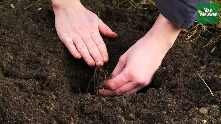 How to plant bareroot perennials with Van Meuwen