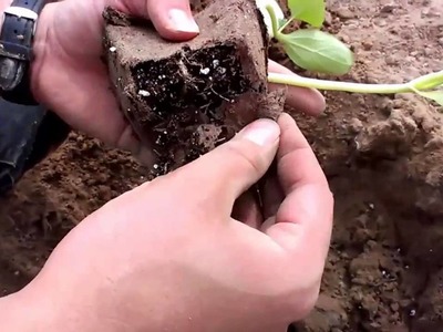 Gardening Step by Step: How to Plant Gourds for Crafting