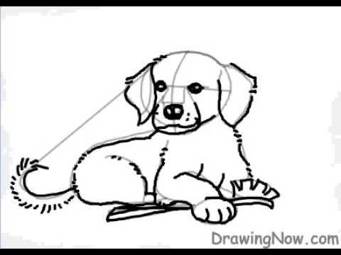 How to Draw a Golden Retriever Puppy