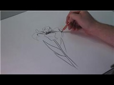 Drawing Lessons : How to Draw Iris Flowers