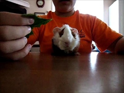 How to get your Guinea Pig to Trust you!!!