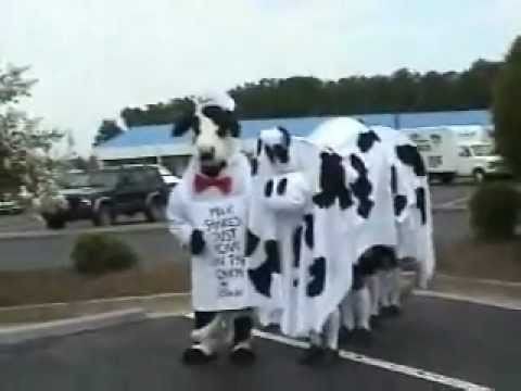 Awesome Homemade Cow Costume!
