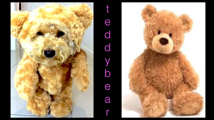 TEDDY BEAR DOG COSTUME - MUNCHKIN OUTFIT - DIY Dog Craft by Cooking For Dogs