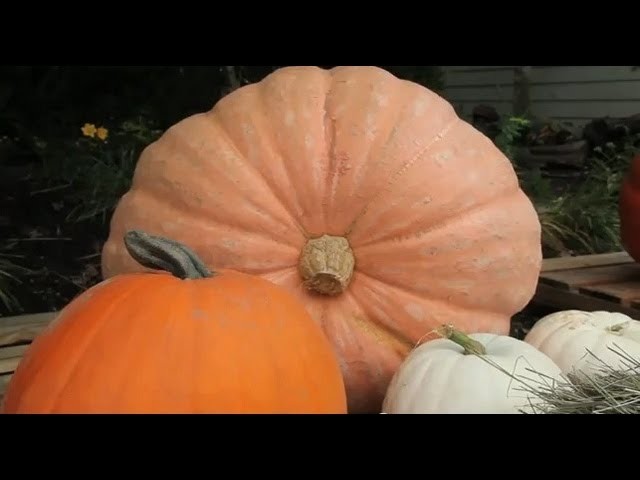 What are the Different Kinds of Pumpkins - Fall Decor 2012