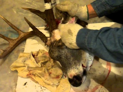Cutting Big Buck Antlers from deer head,plus link to Plaque mounting in Description
