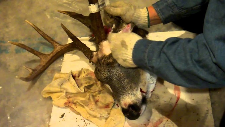 Cutting Big Buck Antlers from deer head,plus link to Plaque mounting in Description