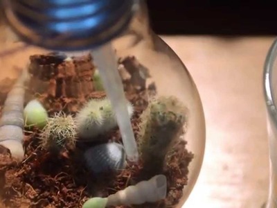 DIY Lightbulb terrarium for cactuses. How To Hollow Out A Lightbulb