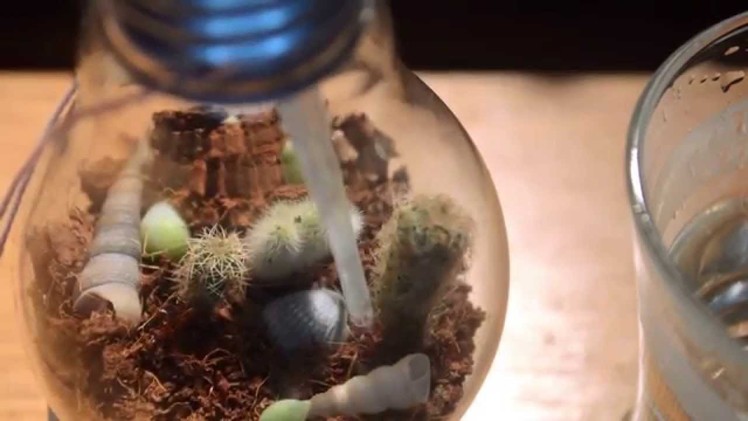 DIY Lightbulb terrarium for cactuses. How To Hollow Out A Lightbulb