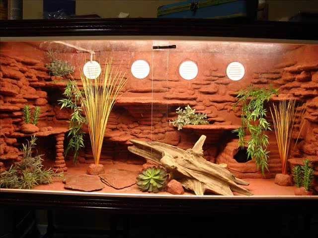 Custom Bearded Dragon Viv