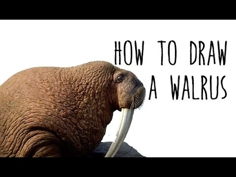 How to draw a Walrus - drawing animals with kids