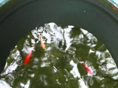 Day 244, 07-13-2011 - Goldfish in Rain Barrel