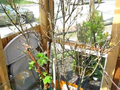 DIY Greenhouse using recycled deck doors