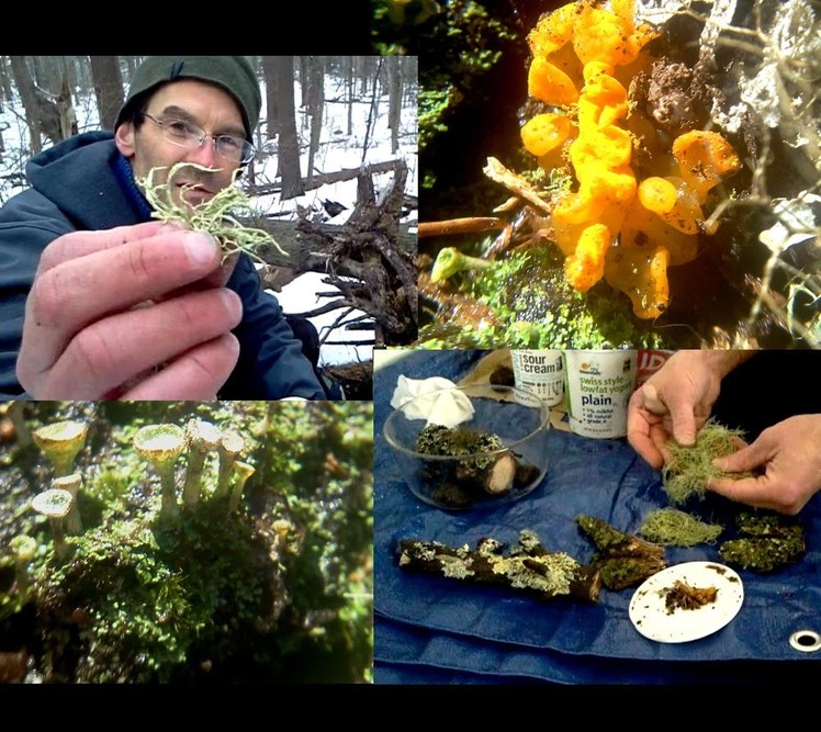 How to Make Terrarium Video: Lichen Moss Soil Stones