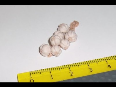 Polymer Clay Miniature - Garlic Vine