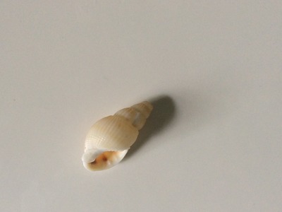 POLYMER CLAY: SEASHELL