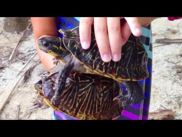 How Box Turtles Make Babies!