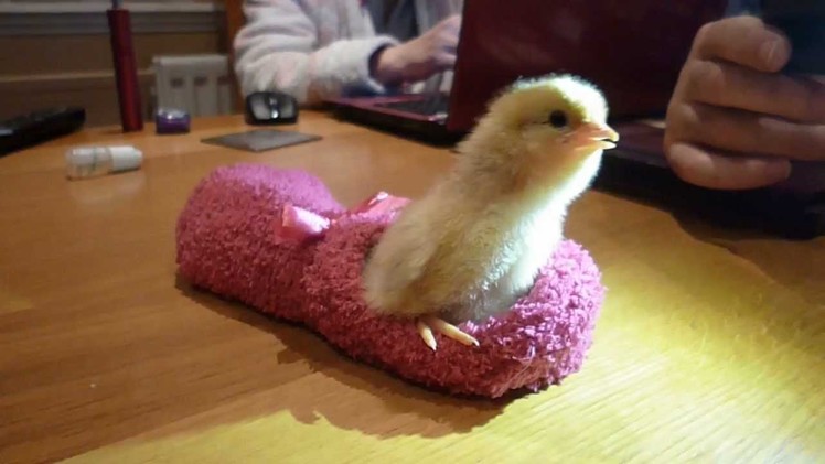 My 4 hour old chick sleeping in a slipper sock , then wake's up funny