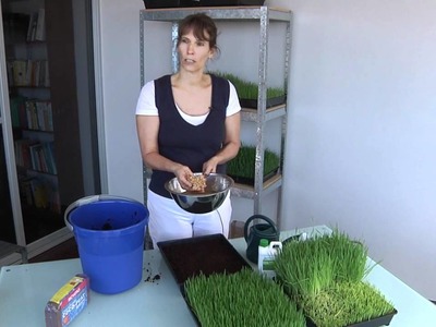 How To grow Wheatgrass so that CANCER is curable NOW