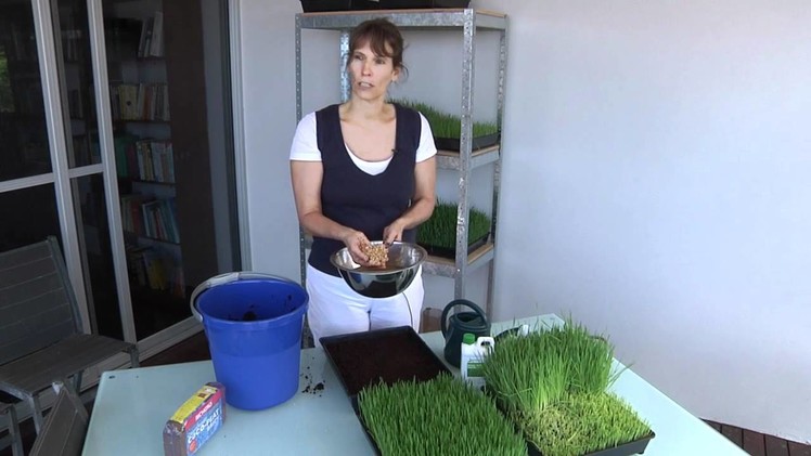 How To grow Wheatgrass so that CANCER is curable NOW