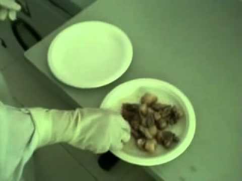 Paper tableware microwave oven test.flv