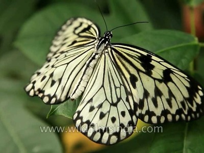 Rice Paper butterfly of South-east Asia