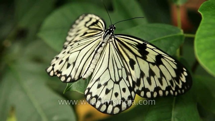 Rice Paper butterfly of South-east Asia