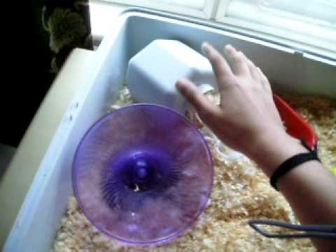 Hamster care and cage ideas