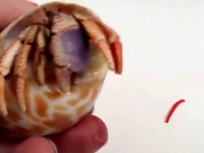 How to make a polymer clay hermit crab