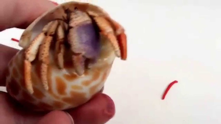How to make a polymer clay hermit crab