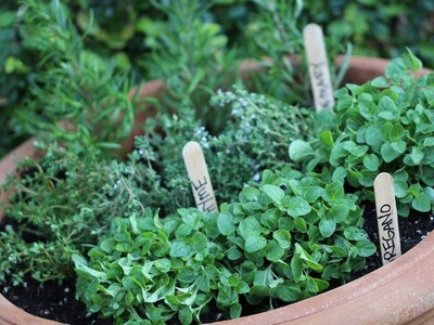 How To Start an Herb Garden (EARTH DAY COLLAB!)