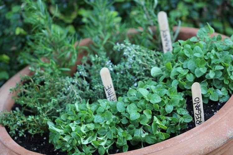 How To Start an Herb Garden (EARTH DAY COLLAB!)