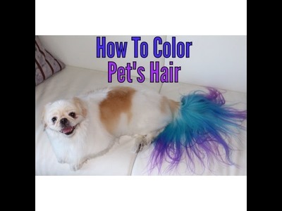 How to color dye your dog