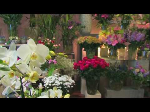 Blumen Bronold , Wien; Cut flowers, potted plants and decor: Commercials. Promotional: . 