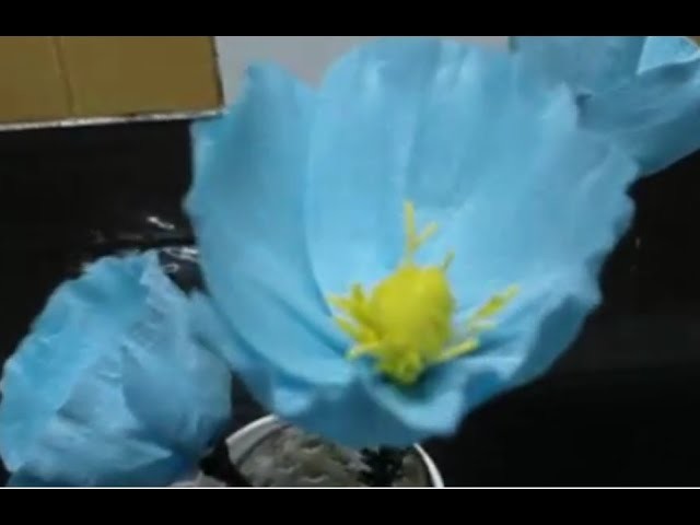 Paper flower - Blue Poppy