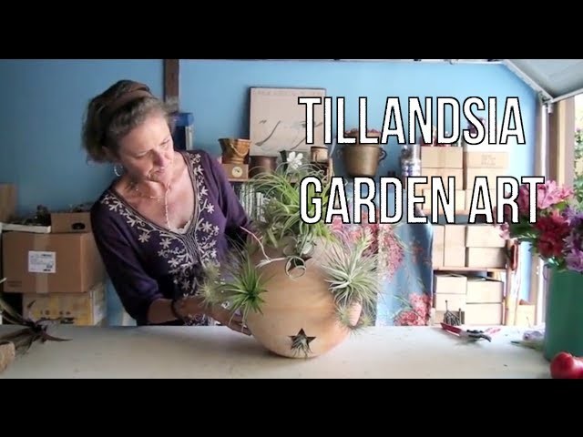 Tillandsia Garden Art