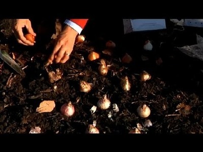How to Plant Continuously Flowering Bulb Gardens : Fall & Winter Flowers