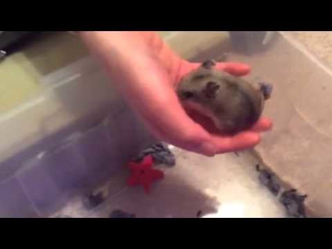 How to care.handle a Chinese dwarf hamster