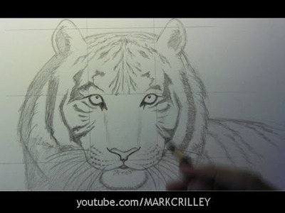 How to Draw a Tiger, Part 1: Line Placement