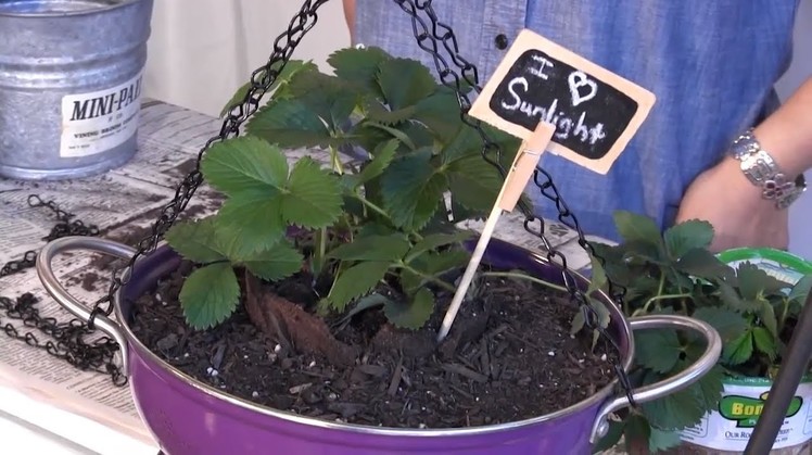 DIY: How to make a Strawberry Planter out of a Colander