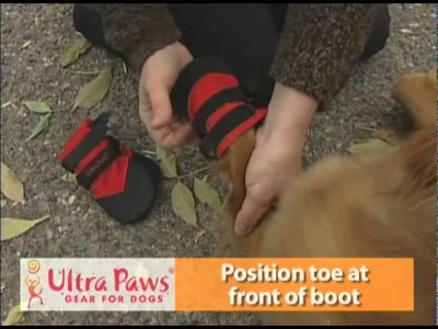How to Put on Ultra Paws Dog Wound Boots | Keep Doggie Safe